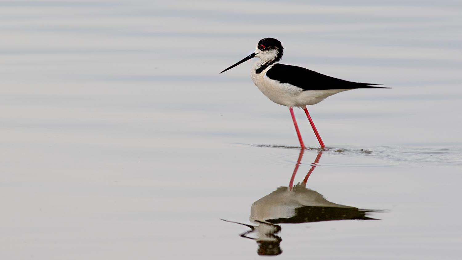 Black-winged Stilt